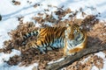 Big tiger in the snow, the beautiful, wild, striped cat, in open Woods, looking directly at us.