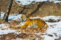 Big tiger in the snow, the beautiful, wild, striped cat, in open Woods, looking directly at us.