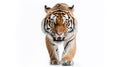 big tiger walking and baring teeth, front view, on white background Royalty Free Stock Photo