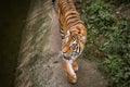 Big tiger walking nervous among the green trees in a zoo. Big wild cat in captivity Royalty Free Stock Photo