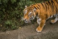 Big tiger walking nervous among the green trees in a zoo. Big wild cat in captivity Royalty Free Stock Photo