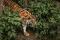 Big tiger walking nervous among the green trees in a zoo. Big wild cat in captivity Royalty Free Stock Photo