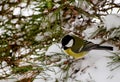 A big tit with a yellow breast sits on a pine branch covered with white snow. Soft focus. A small bird in profile is sitting on a Royalty Free Stock Photo