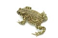 Big toad Royalty Free Stock Photo