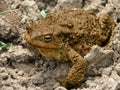 The big toad Royalty Free Stock Photo