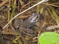 Big toad frog in lake water