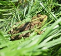 Big toad in the grass Royalty Free Stock Photo