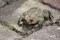 A big toad at a grey background closeup Royalty Free Stock Photo