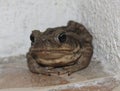 A big toad with a little nose