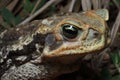 Very big toad the cururu Rhinella diptycha from Pantanal, Brazil Royalty Free Stock Photo