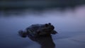 Big toad sits in the water at sunset. Close-up. Royalty Free Stock Photo