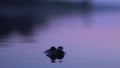 Big toad sits in the water at sunset. Close-up. Royalty Free Stock Photo