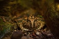 Big toad Royalty Free Stock Photo