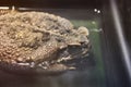 Big toad in the water Royalty Free Stock Photo