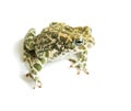 Big toad Royalty Free Stock Photo