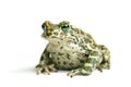 Big toad Royalty Free Stock Photo