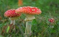 Toadstool poison mushroom in the forets Royalty Free Stock Photo