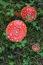 Toadstool poison mushroom in the forets Royalty Free Stock Photo