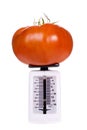 Big Tomato on Kitchen Scale Royalty Free Stock Photo