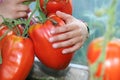 Big tomatoes Royalty Free Stock Photo