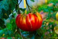 Huge tomato in a greenhouse with cracks from abiotic factors Royalty Free Stock Photo