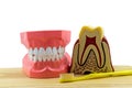 Big tooth model and toothbrush on wooden isolated on white background Royalty Free Stock Photo