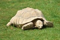 Big tortoise eating grass