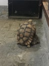 Big Tortoise