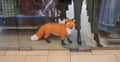 A big toy fox in a department store window