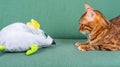 A big toy mouse and a pet cat look at each other
