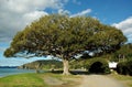Big tree Royalty Free Stock Photo