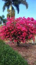 a big tree with all red leaves is blooming in the garden Royalty Free Stock Photo