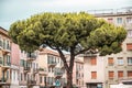 Big tree alone in the middle of the street. Italian town. Royalty Free Stock Photo