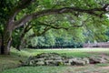 Big tree with ancient stone Angkor wat in siem reap cambodia Royalty Free Stock Photo