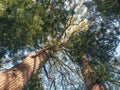 Big tree angle view Tree branch with Leaves natural Park outdoor