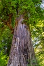 Big Tree on the Avenue of the Giants in Humboldt Redwoods State Park Royalty Free Stock Photo