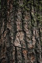 Big tree bark covered with a moss Royalty Free Stock Photo