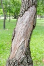 Big tree bark peeling off Royalty Free Stock Photo