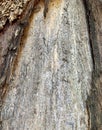 Impressive background, tree trunk damaged from lightening