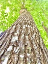 big tree barks details beautiful green background