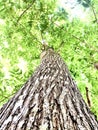 big tree barks details beautiful green background