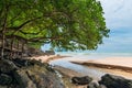 A big tree on the beach above the river that flows Royalty Free Stock Photo