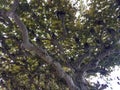 Big tree with beautiful leaves. Royalty Free Stock Photo