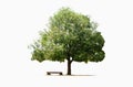 Big tree and bench isolated Royalty Free Stock Photo