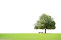 Big tree and bench isolated Royalty Free Stock Photo