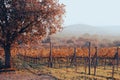 Big tree, bench in vineyard at sunset. Wine production landscape. Grapes in nature. Countryside beauty. Rows of vine