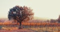 Big tree, bench in vineyard at sunset. Wine production landscape. Grapes in nature. Countryside beauty. Rows of vine Royalty Free Stock Photo