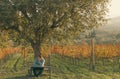 Big tree, bench in vineyard at sunset. Wine production landscape. Grapes in nature. Countryside beauty. Rows of vine