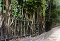 A Big tree with big and long roots beside sidewalk at kebun raya bogor indonesia Royalty Free Stock Photo