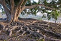 Big tree with big root